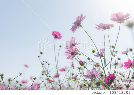 コスモス・秋 イメージ 108412205