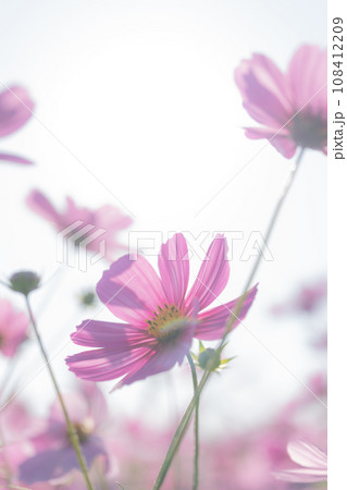 コスモス・秋 イメージ 108412209