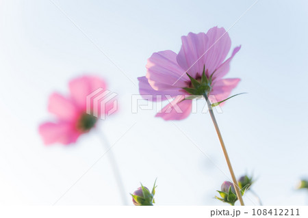 コスモス・秋 イメージ 108412211