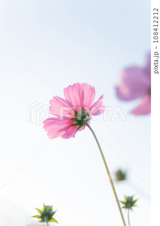 コスモス・秋 イメージ コスモス・秋 イメージ 108412212
