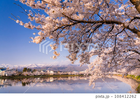 《新潟県》桜満開・春の高田城址公園 《新潟県》桜満開・春の高田城址公園 108412262