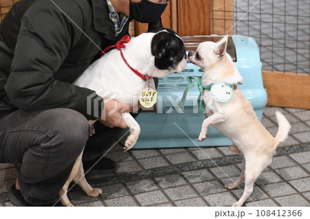 チワワとフレンチブルドッグ 108412366