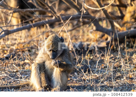 Baboon family in Chobe Baboon family in Chobe 108412539