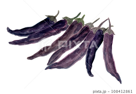 収穫した紫唐辛子の手描き水彩イラスト 108412861