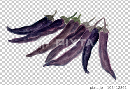 収穫した紫唐辛子の手描き水彩イラスト 108412861