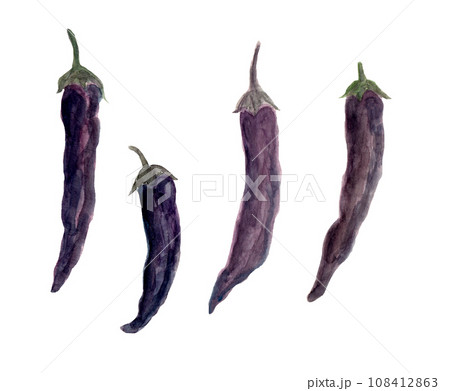 紫唐辛子の手描き水彩イラスト 108412863