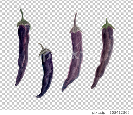 紫唐辛子の手描き水彩イラスト 108412863