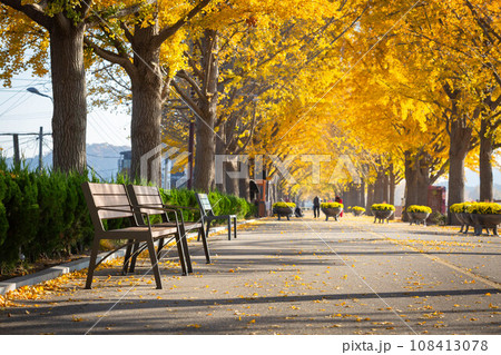 autumn ginkgo trees tunnel in the morning with yellow leaves besides Gokkyocheon Creek near Asan-si, Korea autumn ginkgo trees tunnel in the morning with yellow leaves besides Gokkyocheon Creek near Asan-si, Korea 108413078