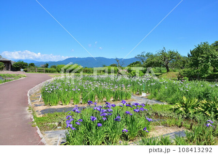 瓢湖アヤメ園（新潟県） 108413292