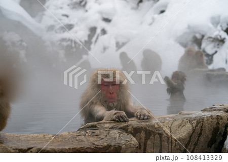 スノーモンキー ニホンザル 地獄谷野猿公苑 スノーモンキー ニホンザル 地獄谷野猿公苑 108413329