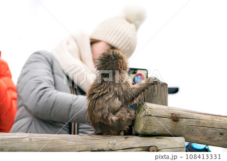 スノーモンキー ニホンザル 地獄谷野猿公苑 スノーモンキー ニホンザル 地獄谷野猿公苑 108413331