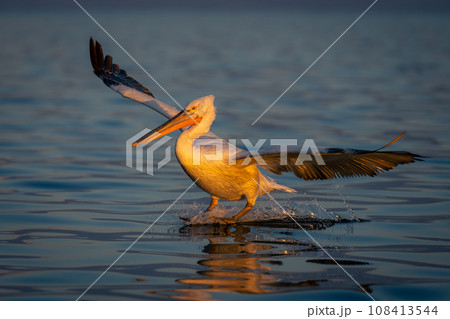 Dalmatian pelican makes water landing creating spray Dalmatian pelican makes water landing creating spray 108413544