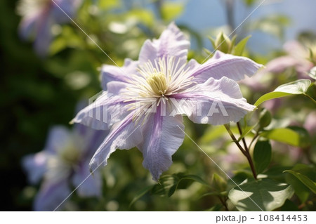 Pale purple clematis flower blooming in a garden. Generative AI 108414453