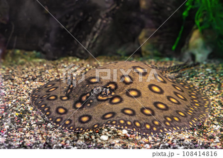 Brown spotted Potamotrygon motoro, Stingray motoro in an aquarium on sandy bottom Brown spotted Potamotrygon motoro, Stingray motoro in an aquarium on sandy bottom 108414816