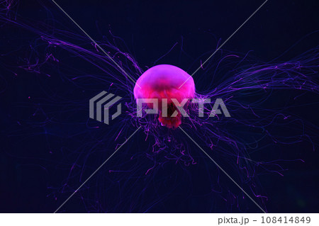 Fluorescent lion's mane jellyfish swimming underwater aquarium pool with red neon light. Fluorescent lion's mane jellyfish swimming underwater aquarium pool with red neon light. 108414849