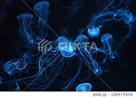 Group of Atlantic sea nettle jellyfish swimming in aquarium with blue neon light Group of Atlantic sea nettle jellyfish swimming in aquarium with blue neon light 108414850