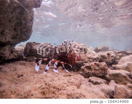 Close up view of Devil firefish or common lionfish (Pterois miles) at coral reef.. Close up view of Devil firefish or common lionfish (Pterois miles) at coral reef.. 108414900