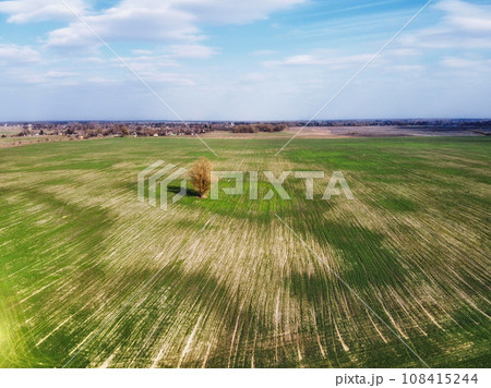 Lonely tree in a spring field, aerial view. Agricultural landscape. 108415244