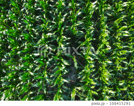 Extensive corn fields, top view. Green farm fields, landscape. Extensive corn fields, top view. Green farm fields, landscape. 108415291