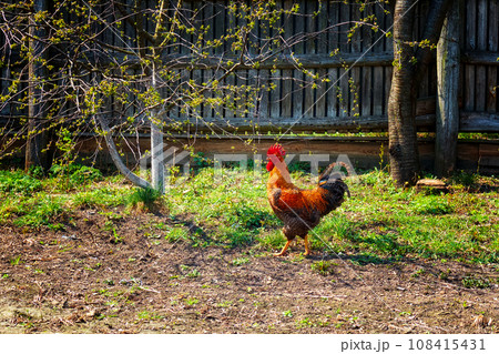 A proud rooster, its vibrant feathers contrasting beautifully against the rustic wooden fence and lush greenery in the background. A beautiful rooster with colorful plumage is walking in the yard. A proud rooster, its vibrant feathers contrasting beautifully against the rustic wooden fence and lush greenery in the background. A beautiful rooster with colorful plumage is walking in the yard. 108415431