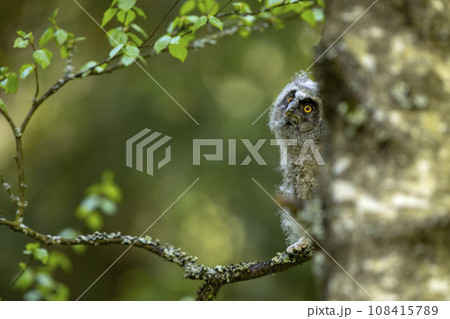 Young owl in spring forest, green leaves. Long-eared Owl nesting on the branch during springtime. Wildlife scene from nature, Czech republic Young owl in spring forest, green leaves. Long-eared Owl nesting on the branch during springtime. Wildlife scene from nature, Czech republic 108415789