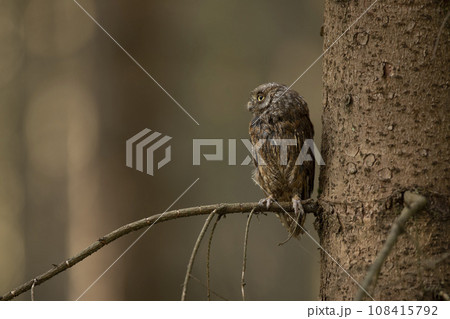 Scops Owl, Otus scops, sitting on tree branch in the autumn forest. Wildlife animal scene from nature. Little bird, owl close-up detail portrait . Scops Owl, Otus scops, sitting on tree branch in the autumn forest. Wildlife animal scene from nature. Little bird, owl close-up detail portrait . 108415792