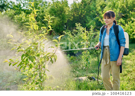 Woman gardener with spray backpack sprays pear tree in garden Woman gardener with spray backpack sprays pear tree in garden 108416123