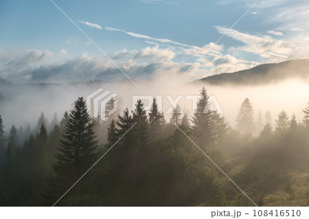 misty morning in the mountains. beautiful misty forest morning in the mountains. 108416510