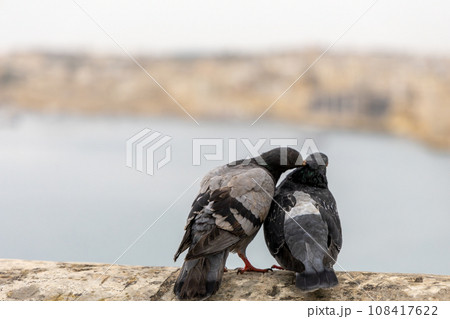 Two rock pigeons perched together on the edge of a tranquil lake, grooming each other 108417622
