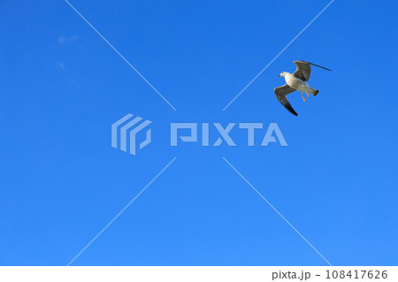Seagull soaring through a bright blue sky on a sunny day 108417626