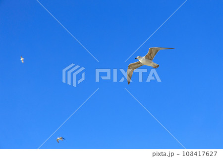 Seagull soaring through a bright blue sky on a sunny day Seagull soaring through a bright blue sky on a sunny day 108417627