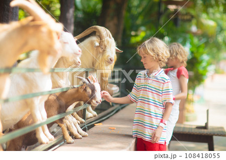 Kids feed animals at petting zoo. 108418055