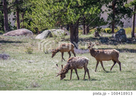 【エルク】アメリカ・コロラド州・ロッキーマウンテン国立公園 108418913
