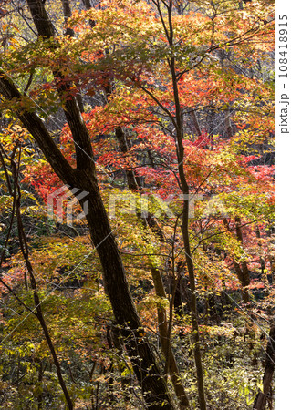 林道吾嬬山線沿いの紅葉 群馬県 林道吾嬬山線沿いの紅葉 群馬県 108418915