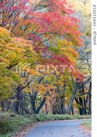 林道吾嬬山線沿いの紅葉 群馬県 林道吾嬬山線沿いの紅葉 群馬県 108418918