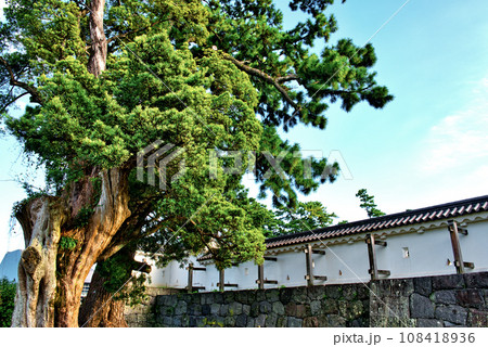 小田原城 二の丸 巨木と銅門の風景 108418936