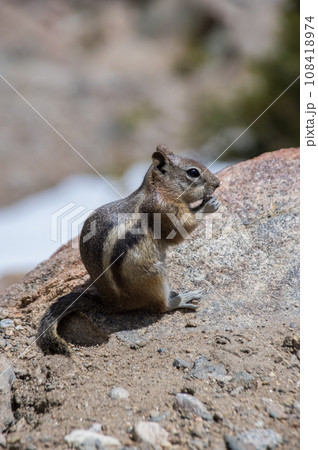 《キンイロジリス》アメリカ・コロラド州・ロッキーマウンテン国立公園 108418974