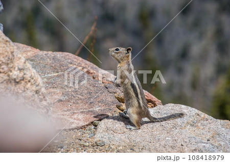 《キンイロジリス》アメリカ・コロラド州・ロッキーマウンテン国立公園 108418979