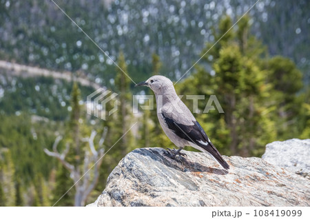 【ハイイロホシガラス】アメリカ・コロラド州・ロッキーマウンテン国立公園 【ハイイロホシガラス】アメリカ・コロラド州・ロッキーマウンテン国立公園 108419099