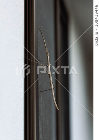 網戸にとまるナナフシ 108419446