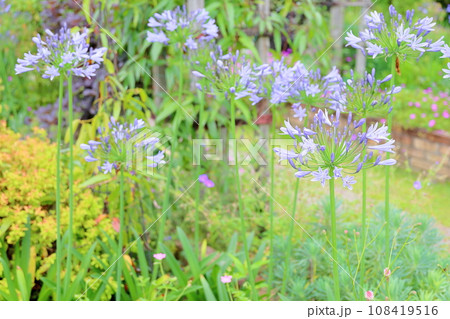 アガパンサスの花 108419516