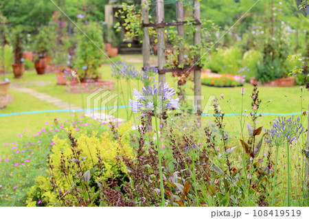 アガパンサスの花 108419519