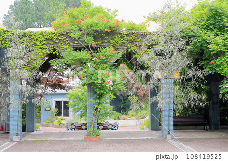 ノウゼンカズラの花 108419525