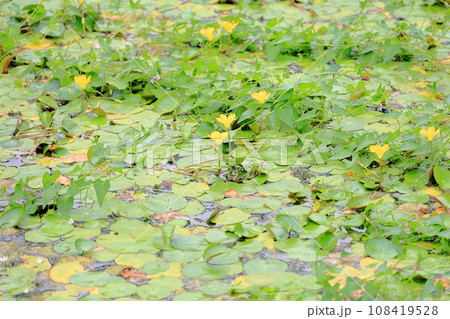 アサザの花 108419528