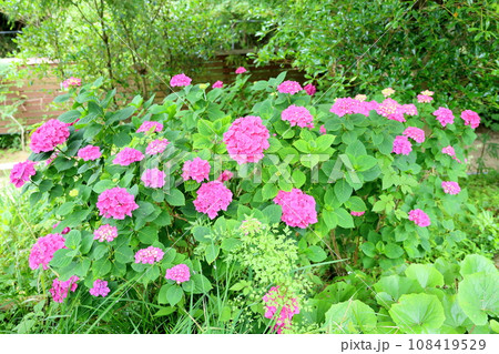 アジサイの花 108419529