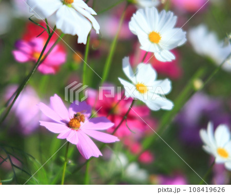 コスモス コスモス 108419626
