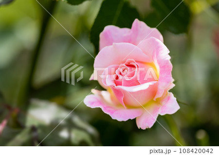 秋バラ　 108420042