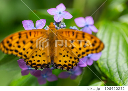 ちょうちょ ちょうちょ 108420232