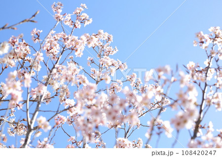 浄瑠璃寺参道のシナミザクラ 浄瑠璃寺参道のシナミザクラ 108420247