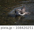 水浴びをする都会のオオタカ 108420251